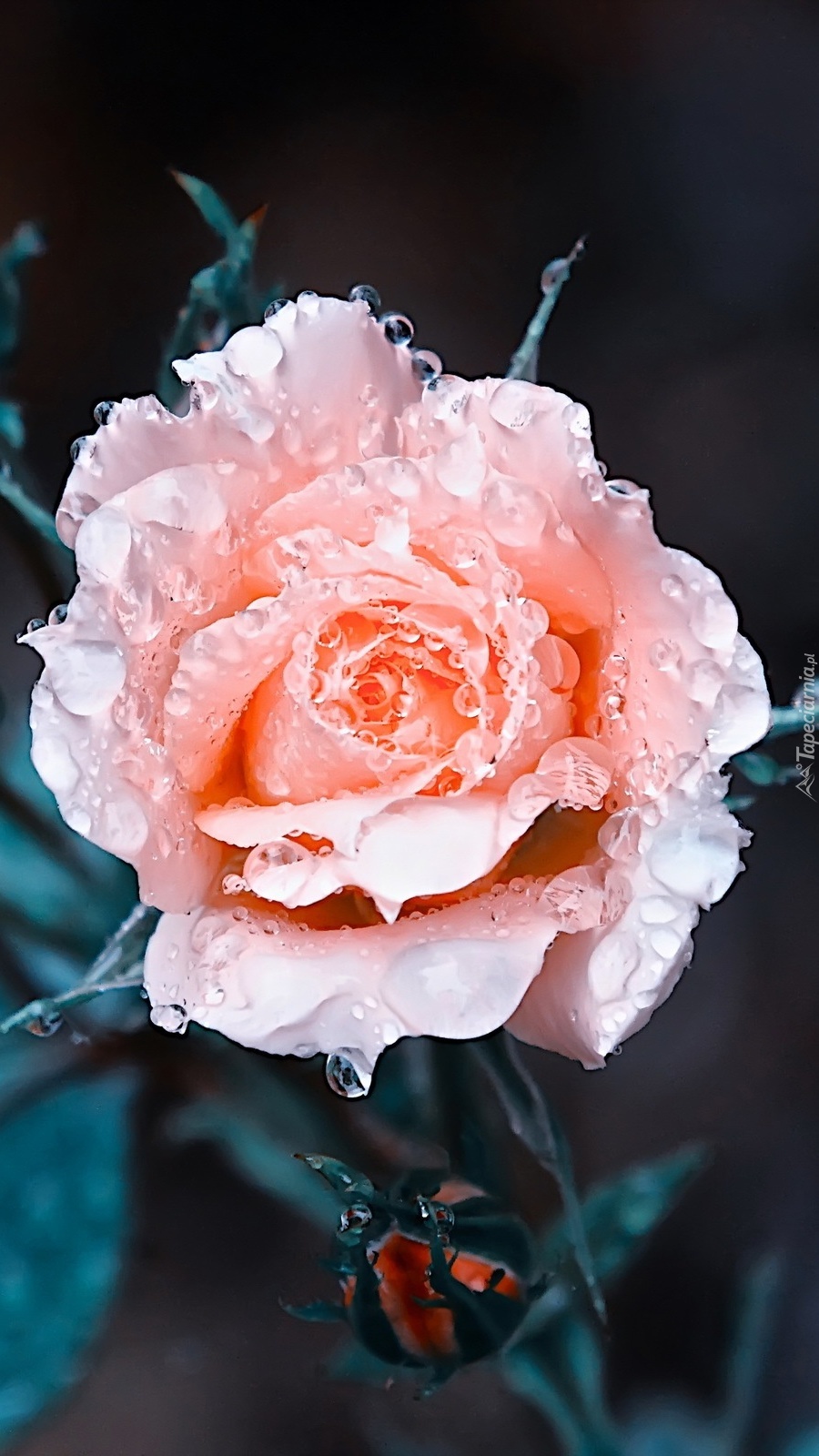 Róża mokra od deszczu