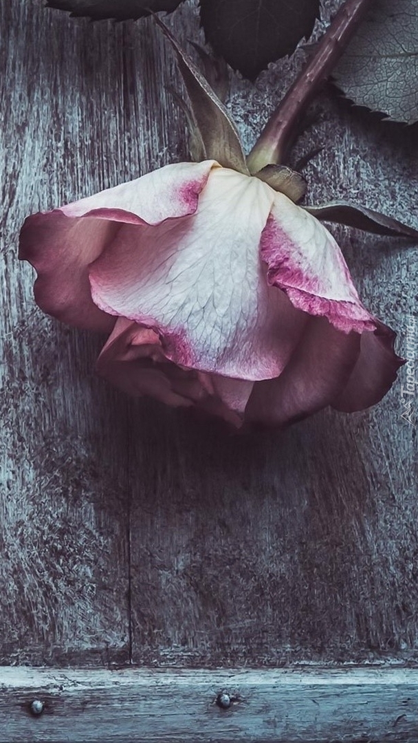 Róża na desce