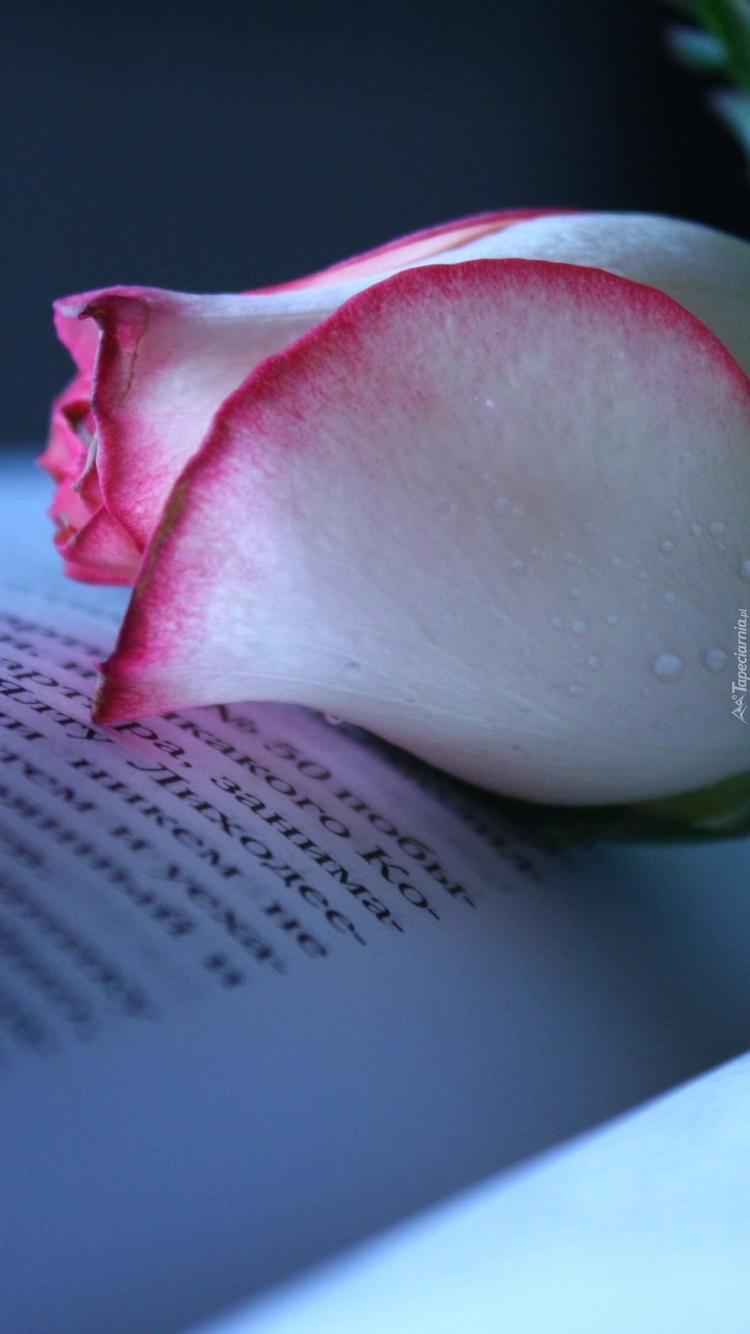 Róża na książce