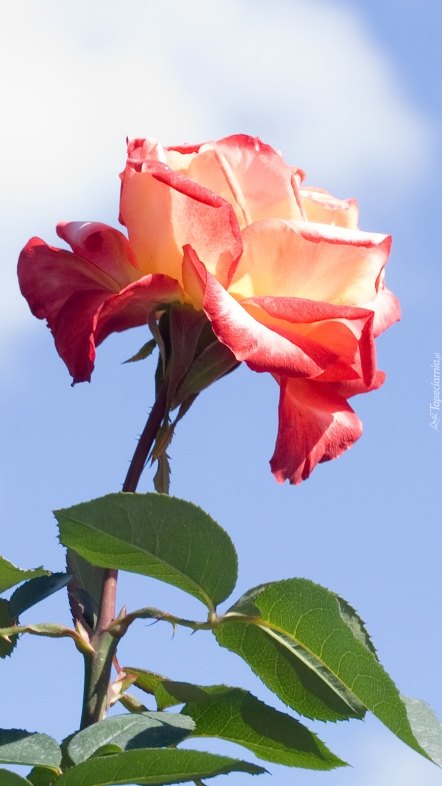Róża na tle nieba