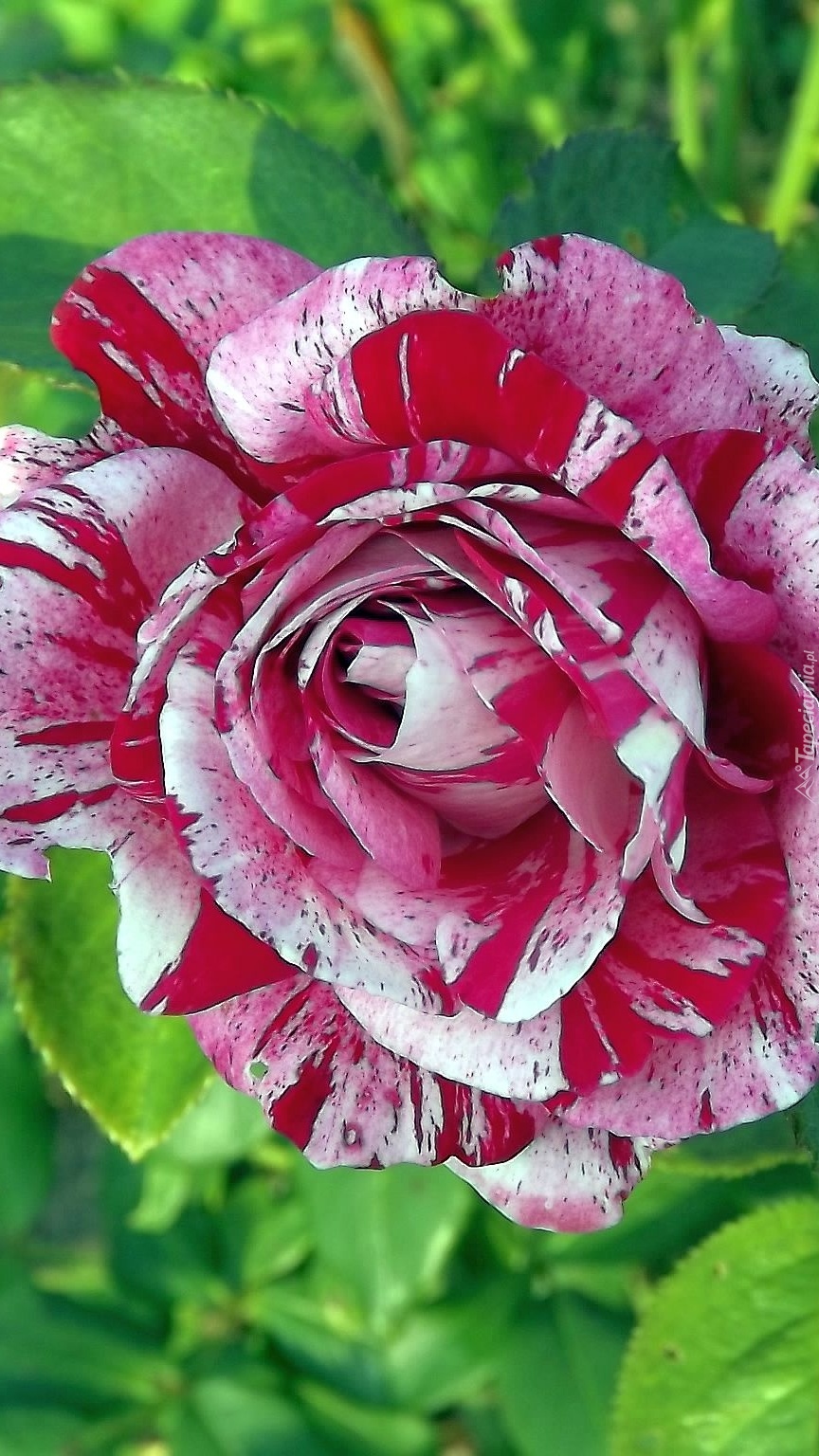 Róża o niespotykanym ubarwieniu