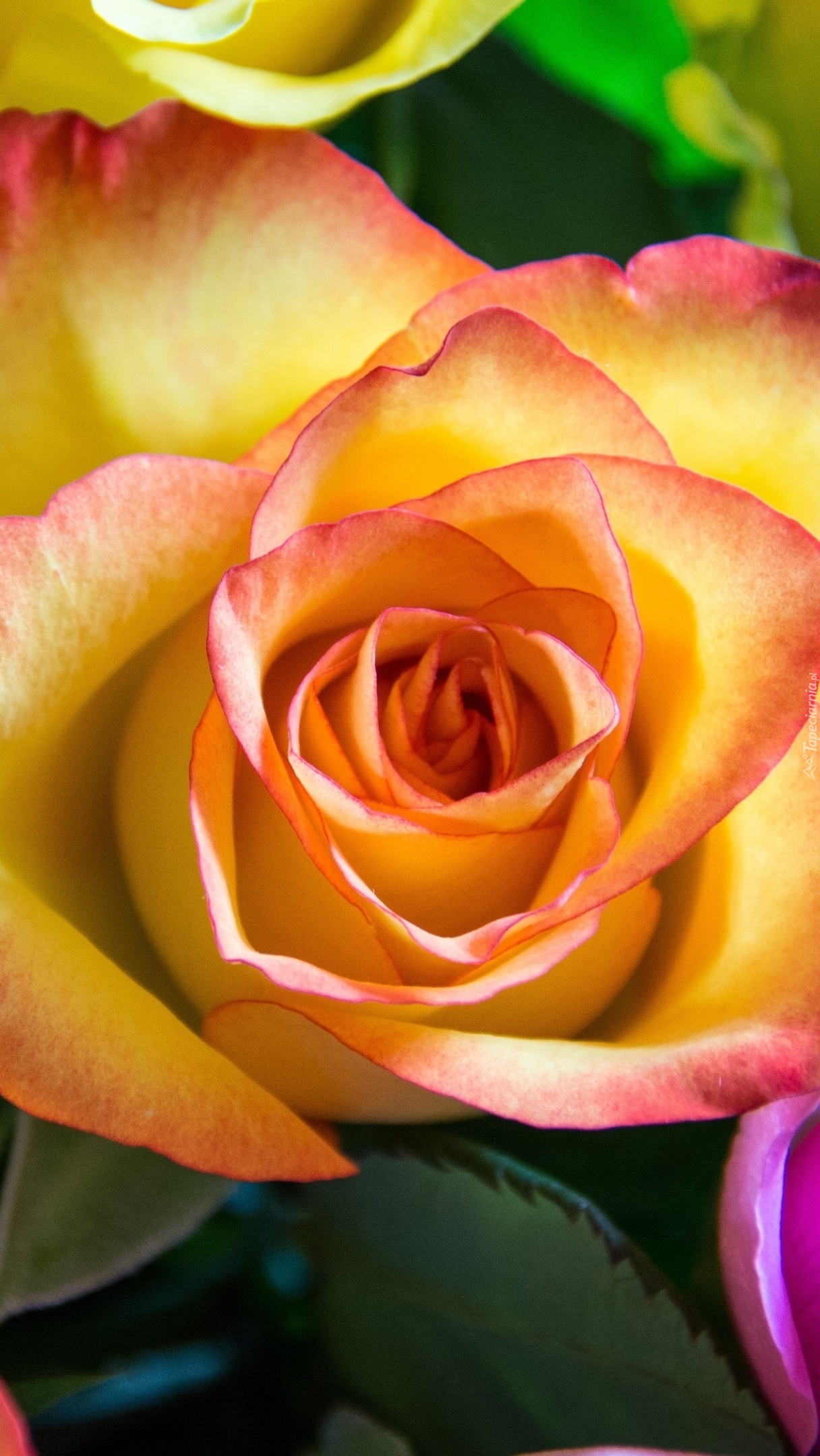 Róża o pięknej barwie