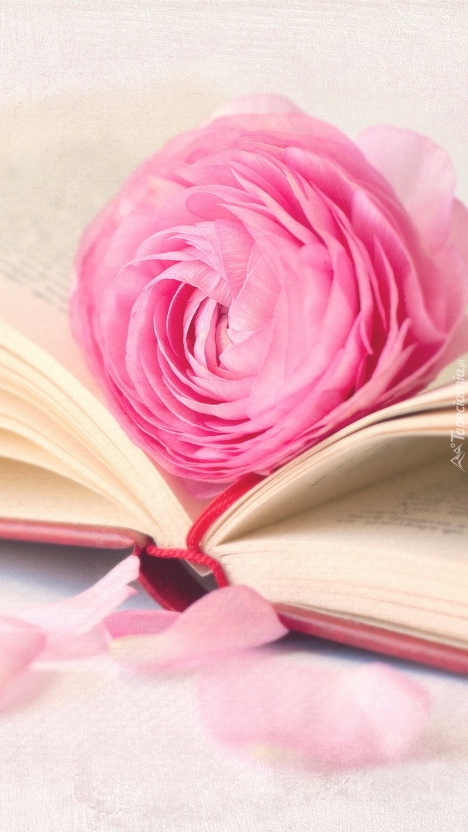 Róża położona na kartkach książki