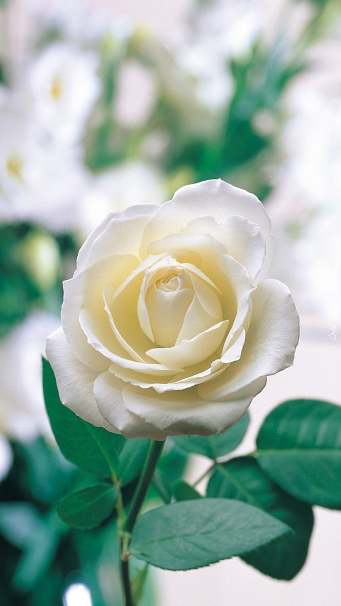Róża w bieli