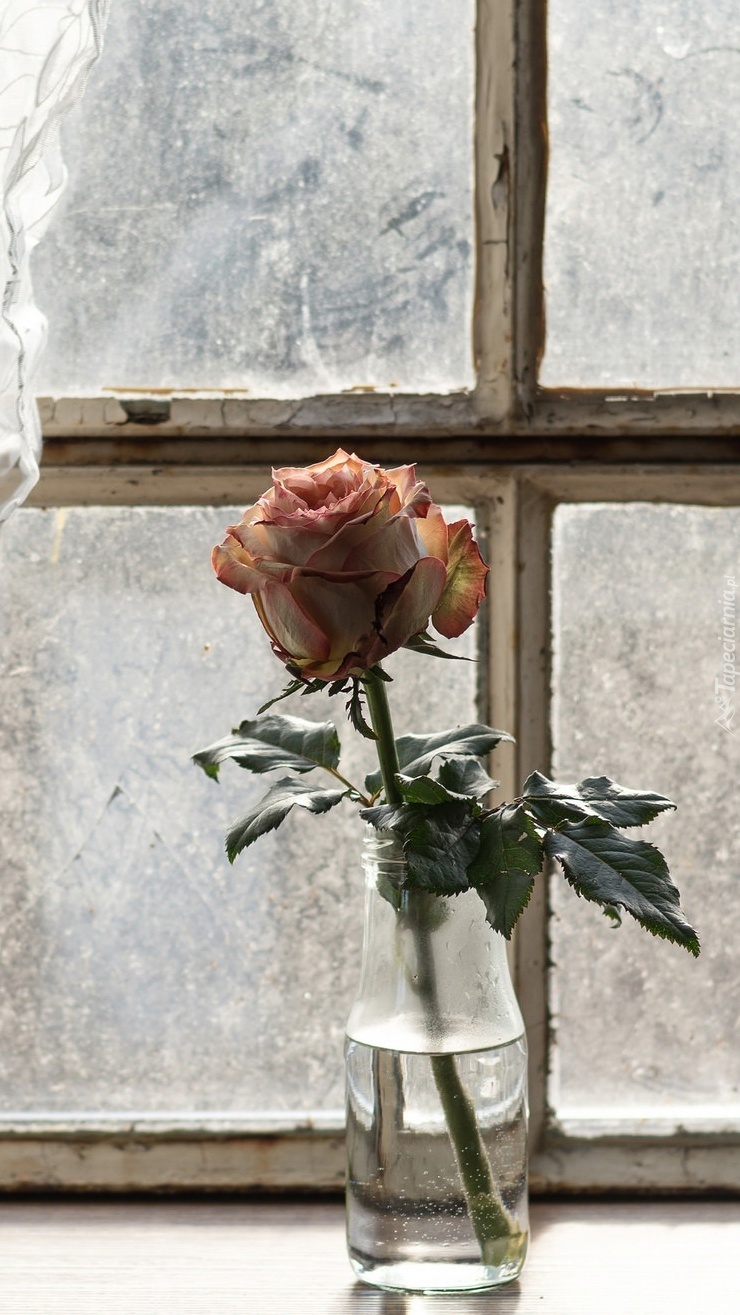 Róża w butelce przy oknie