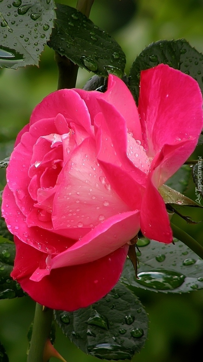 Róża w kroplach wody