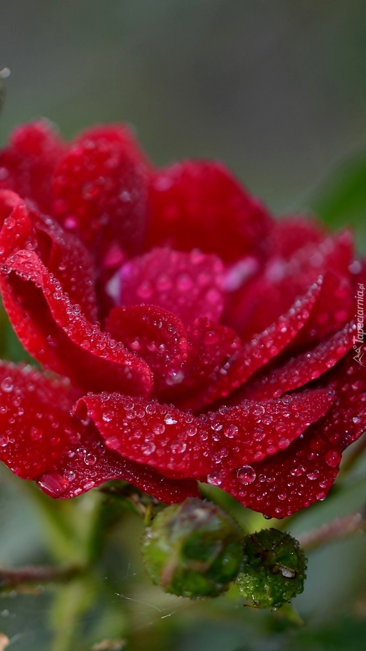 Róża w kroplach wody