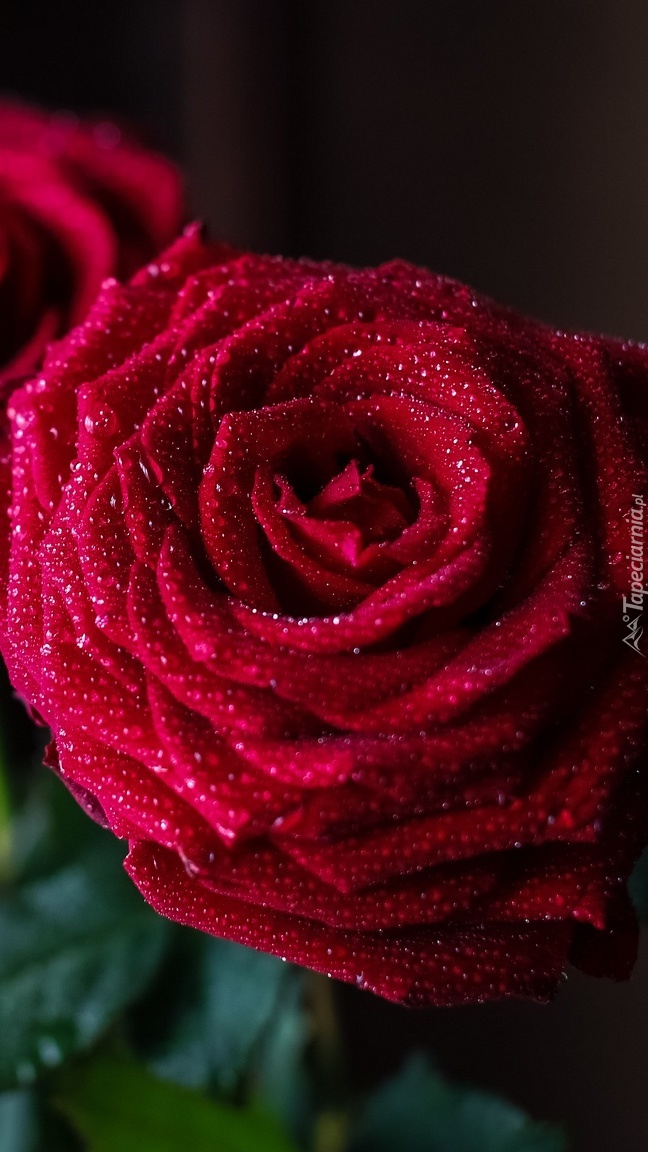 Róża w rosie