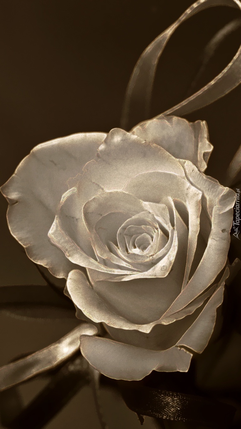 Róża w sepii