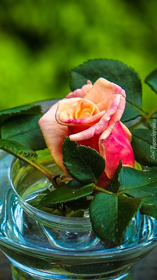 Róża w wazoniku