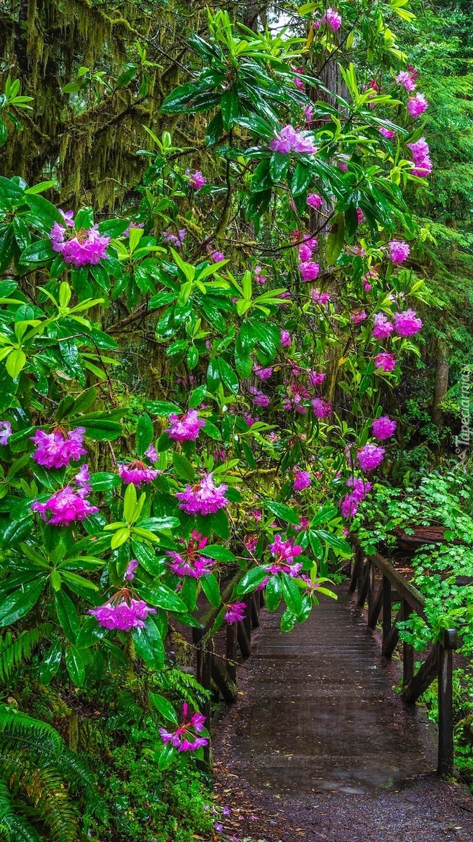 Różaneczniki w Parku Narodowym Redwood