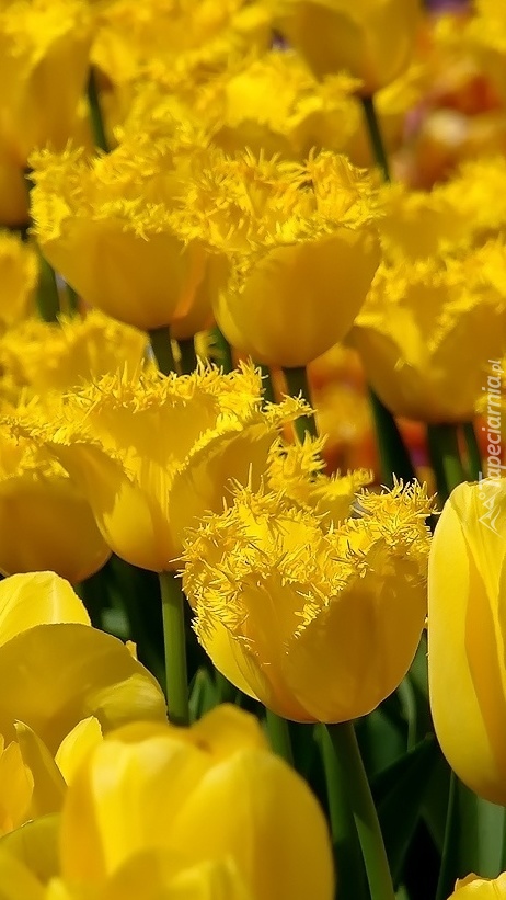 Rozczochrane tulipany