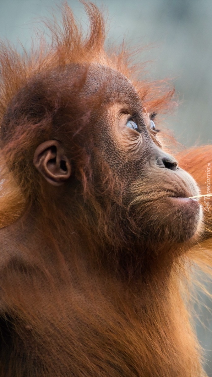 Rozczochrany orangutan