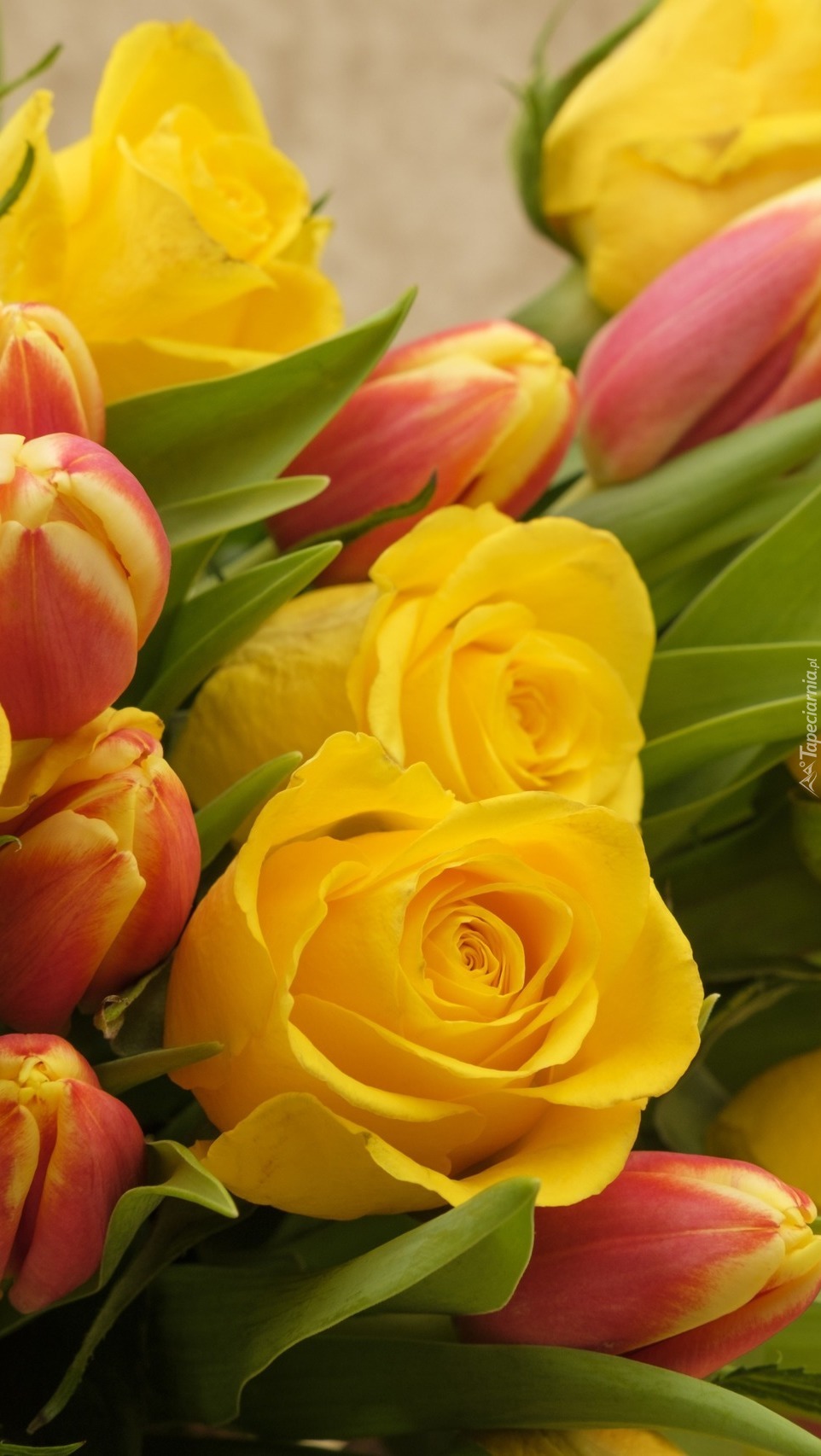 Róże i tulipany