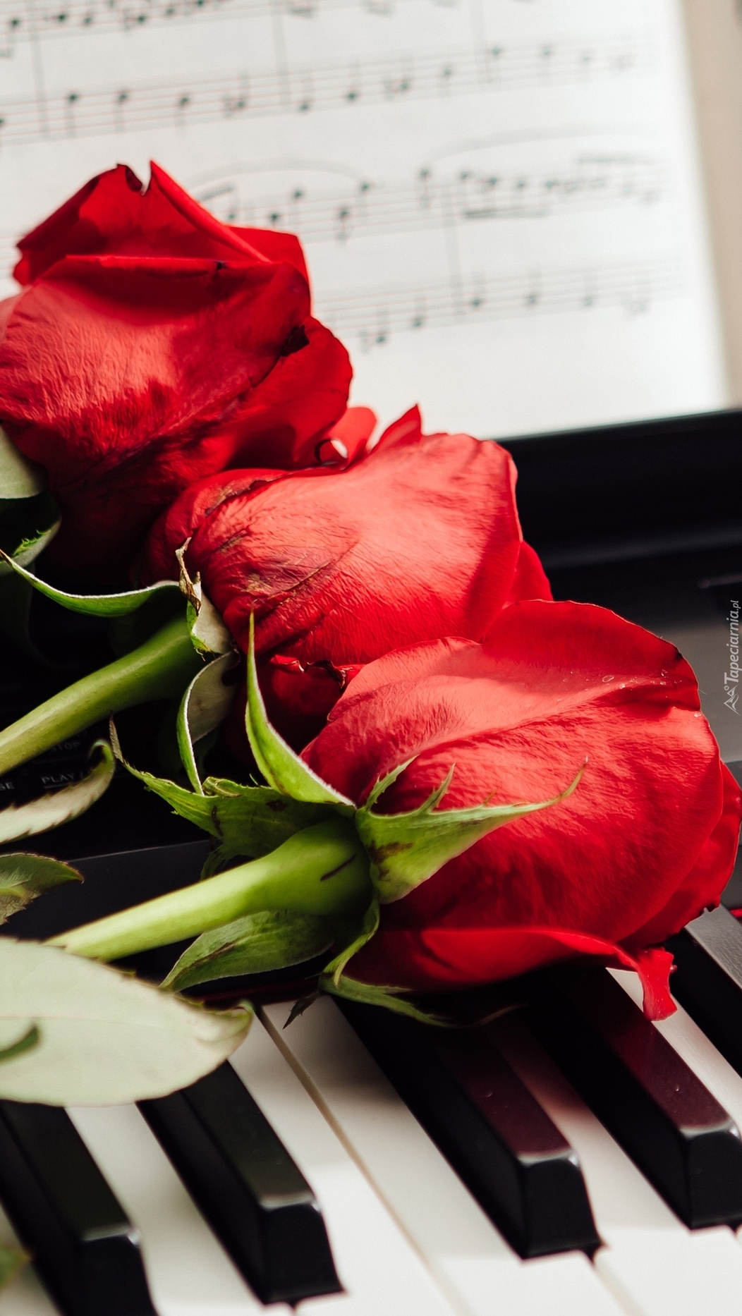 Róże na pianinie