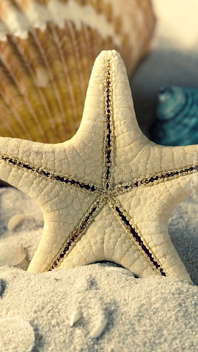 Rozgwiazda i muszelki na piasku