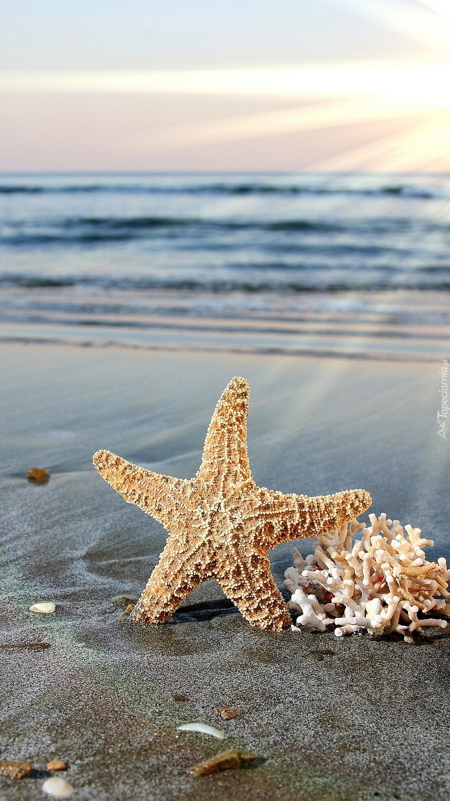 Rozgwiazda na brzegu morza