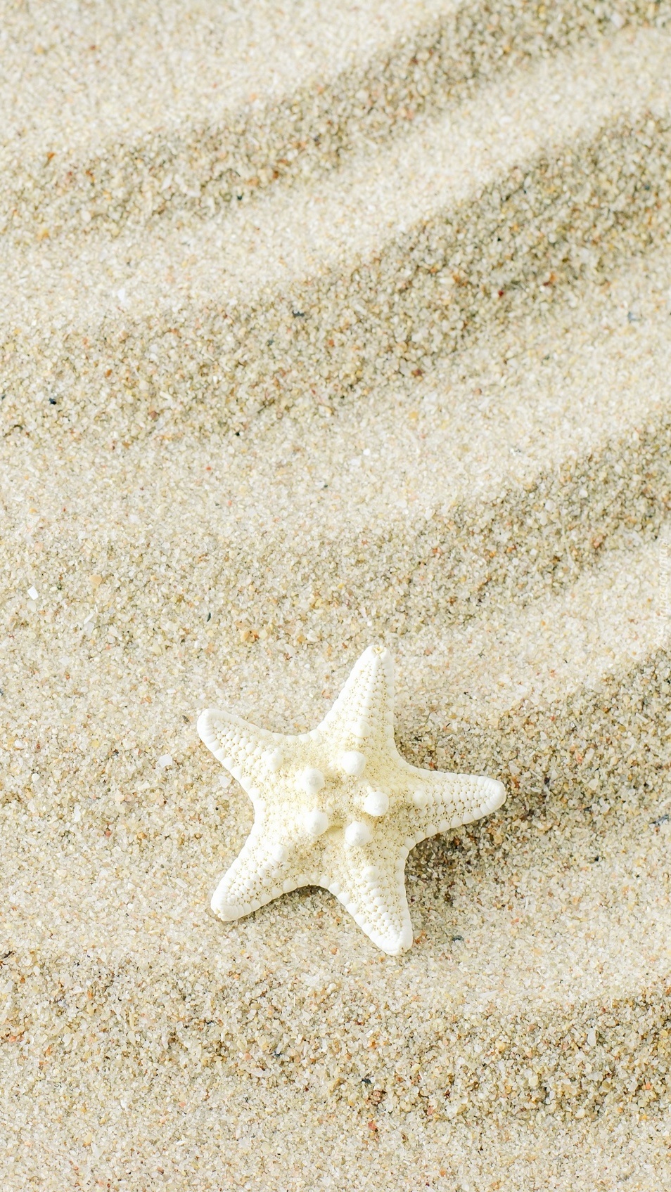 Rozgwiazda na piasku
