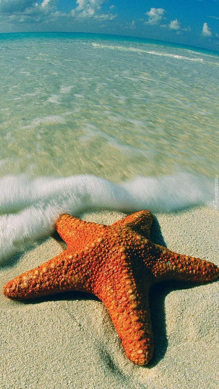 Rozgwiazda na plaży