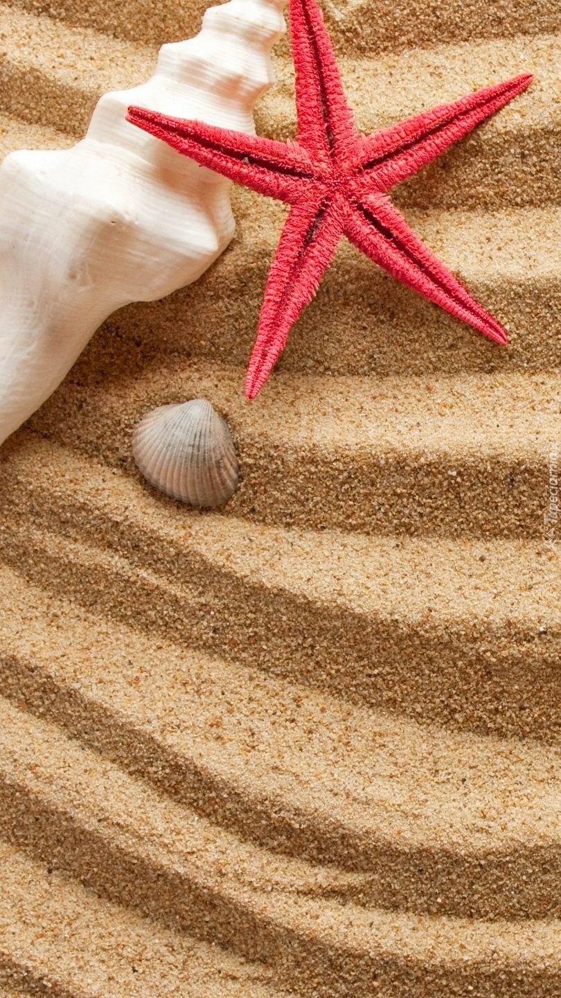 Rozgwiazda  z muszelkami na piasku