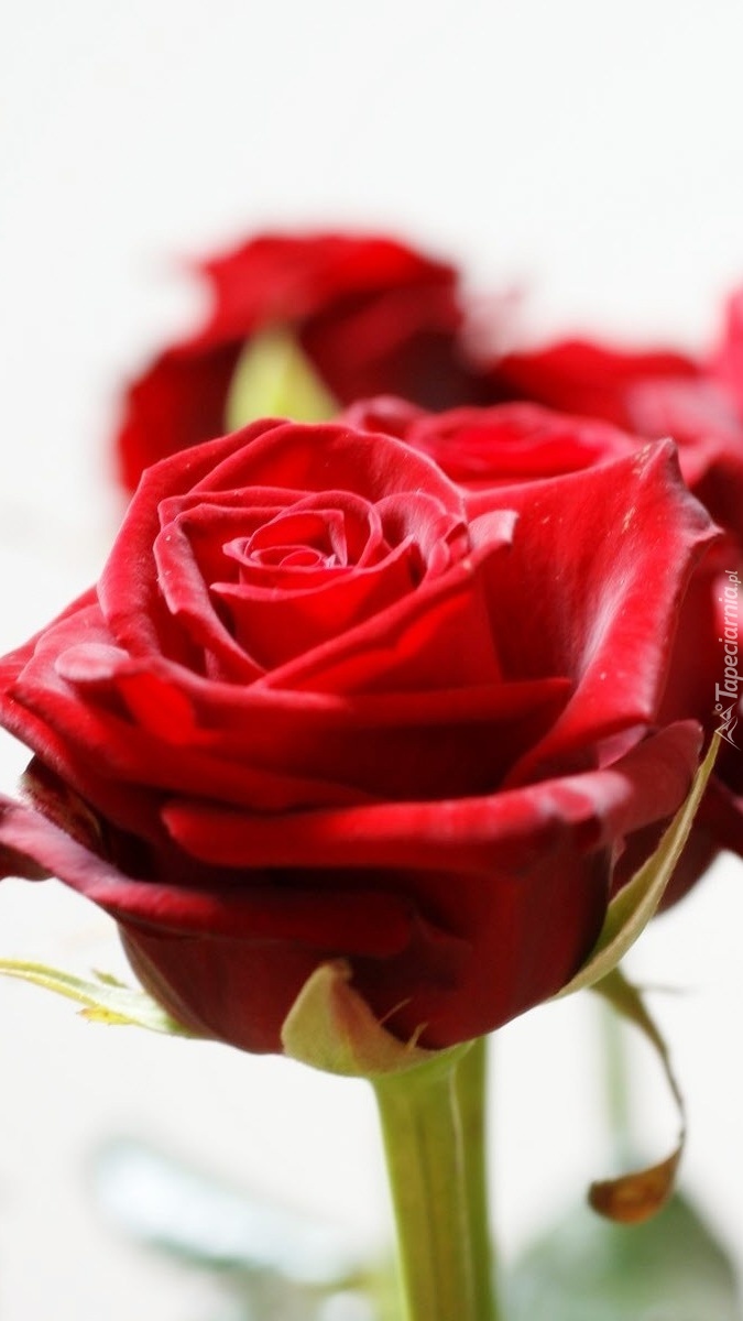 Rozkwitająca czerwona róża