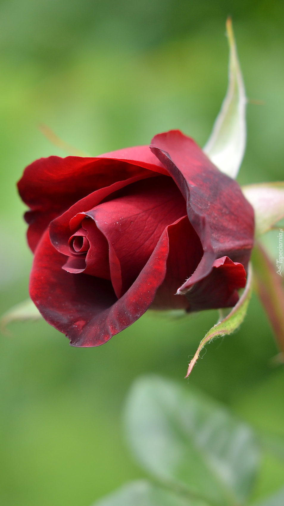Rozkwitająca czerwona róża