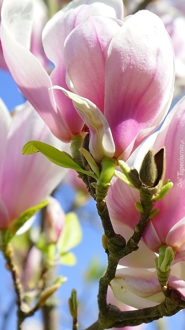 Rozkwitająca magnolia