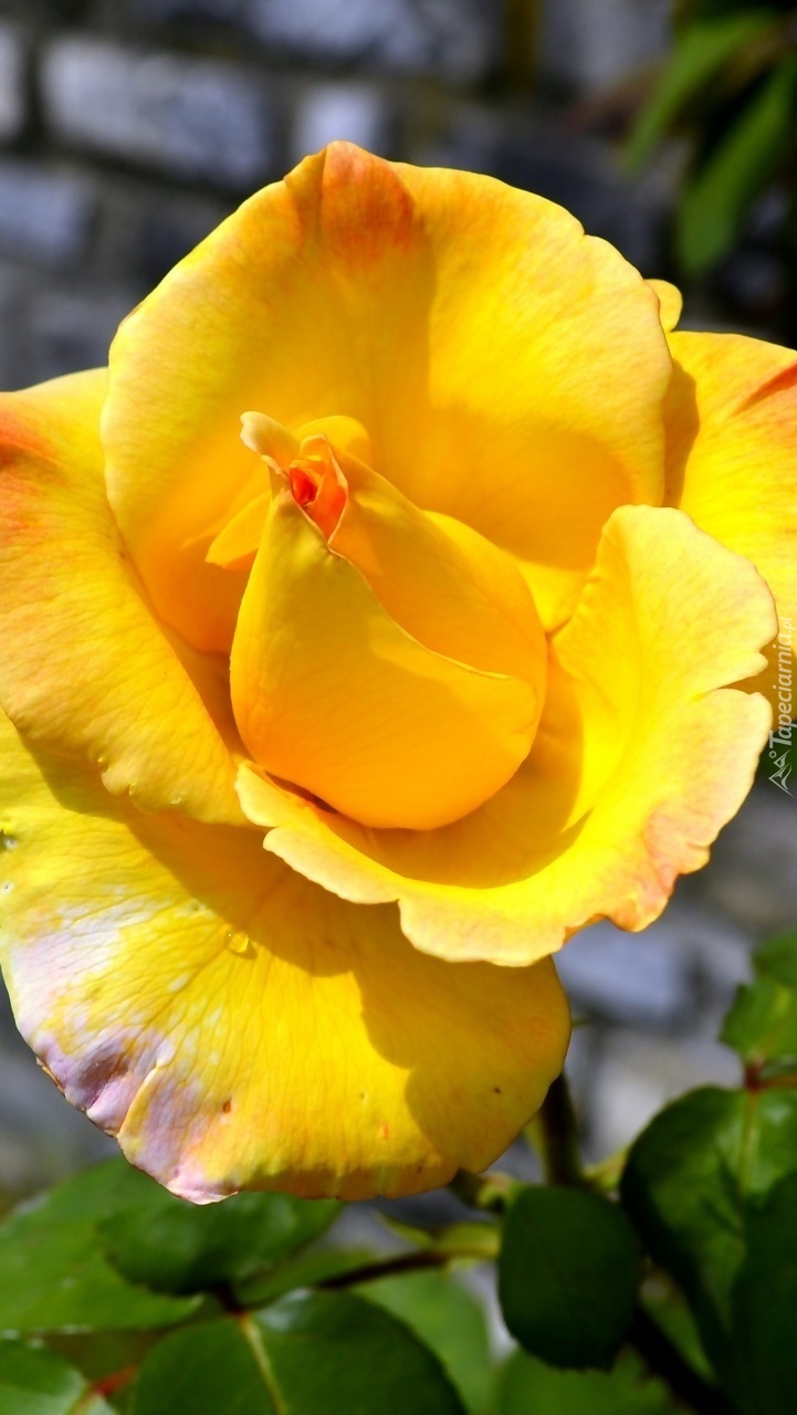 Rozkwitająca żółta róża