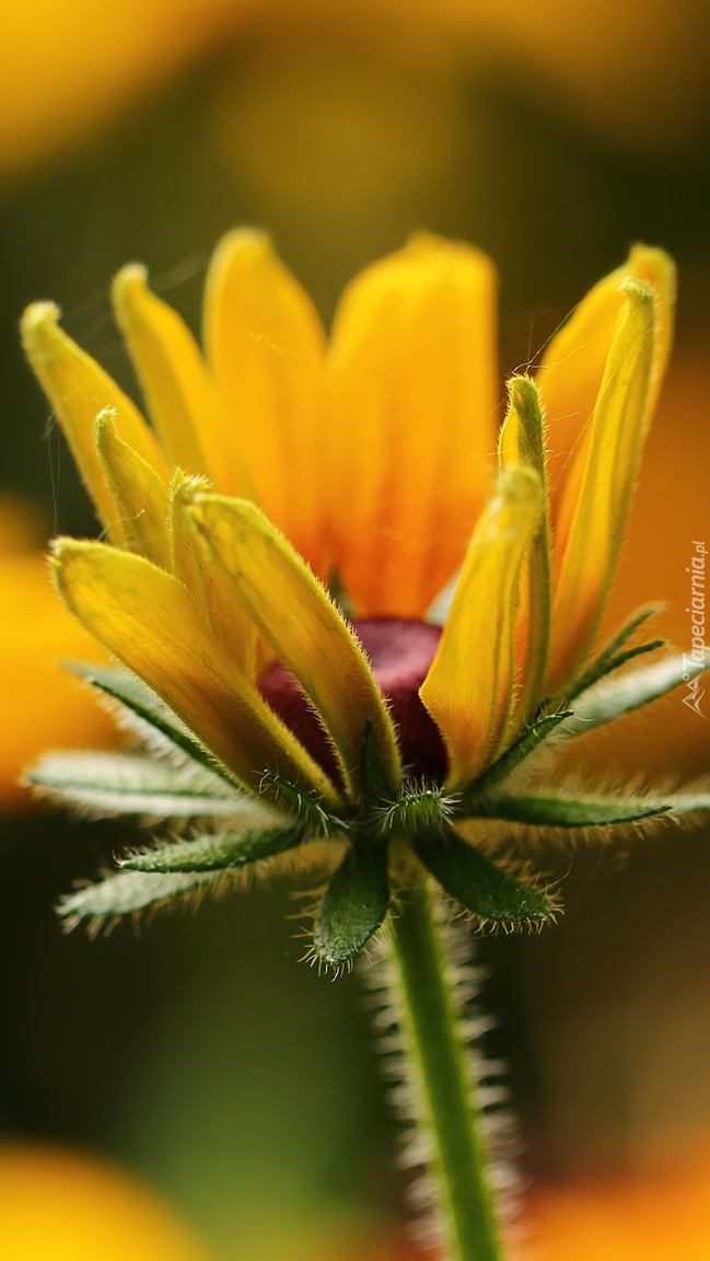 Rozkwitająca żółta rudbekia