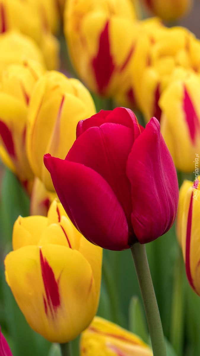 Rozkwitające tulipany