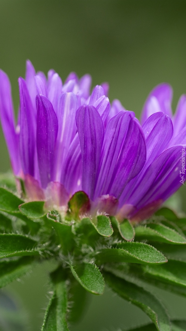 Rozkwitający fioletowy aster