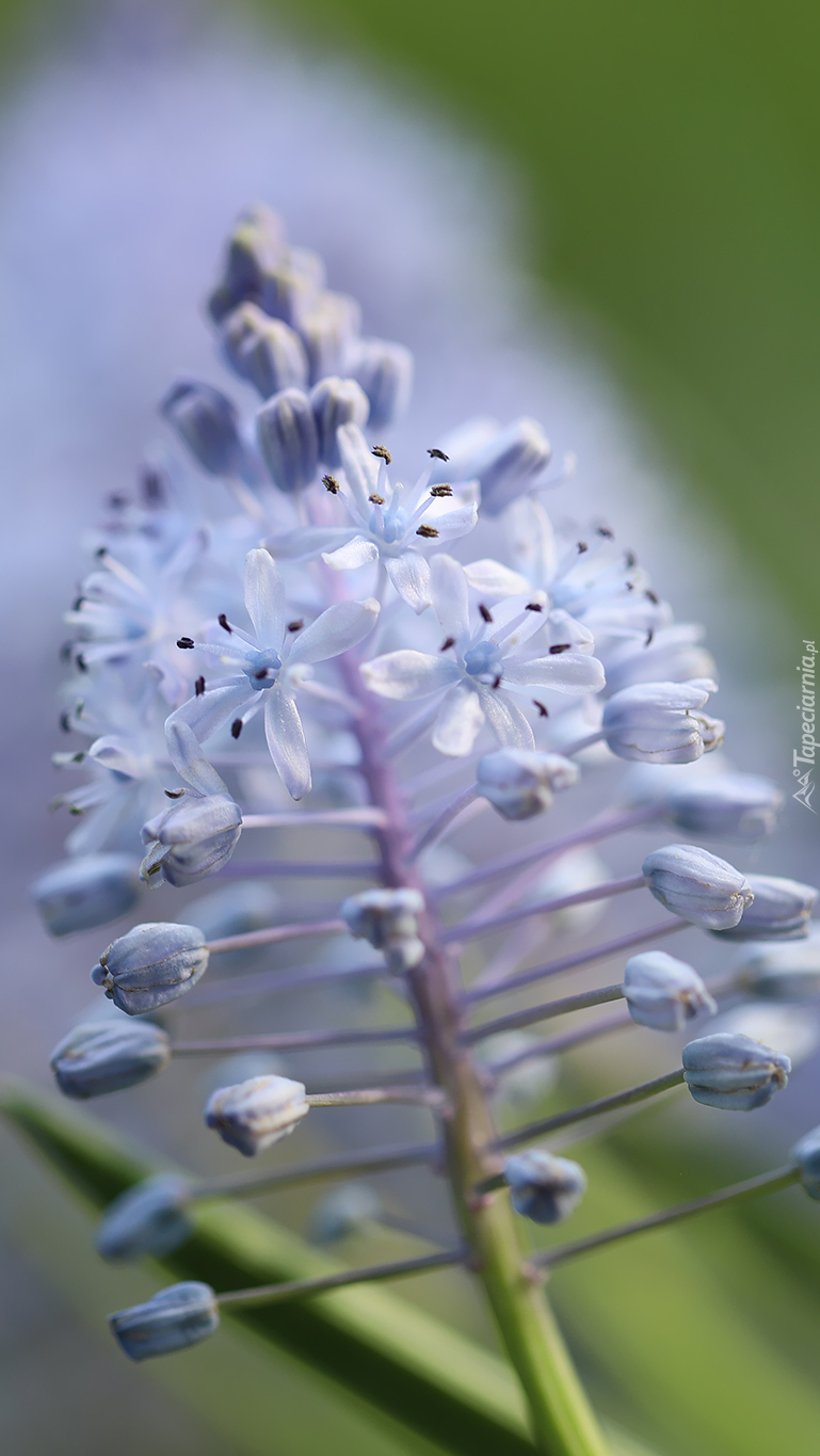 Rozkwitający jasnoliliowy kwiat