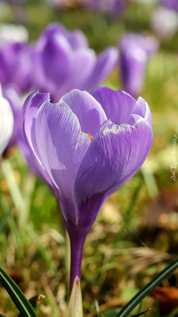 Rozkwitający krokus