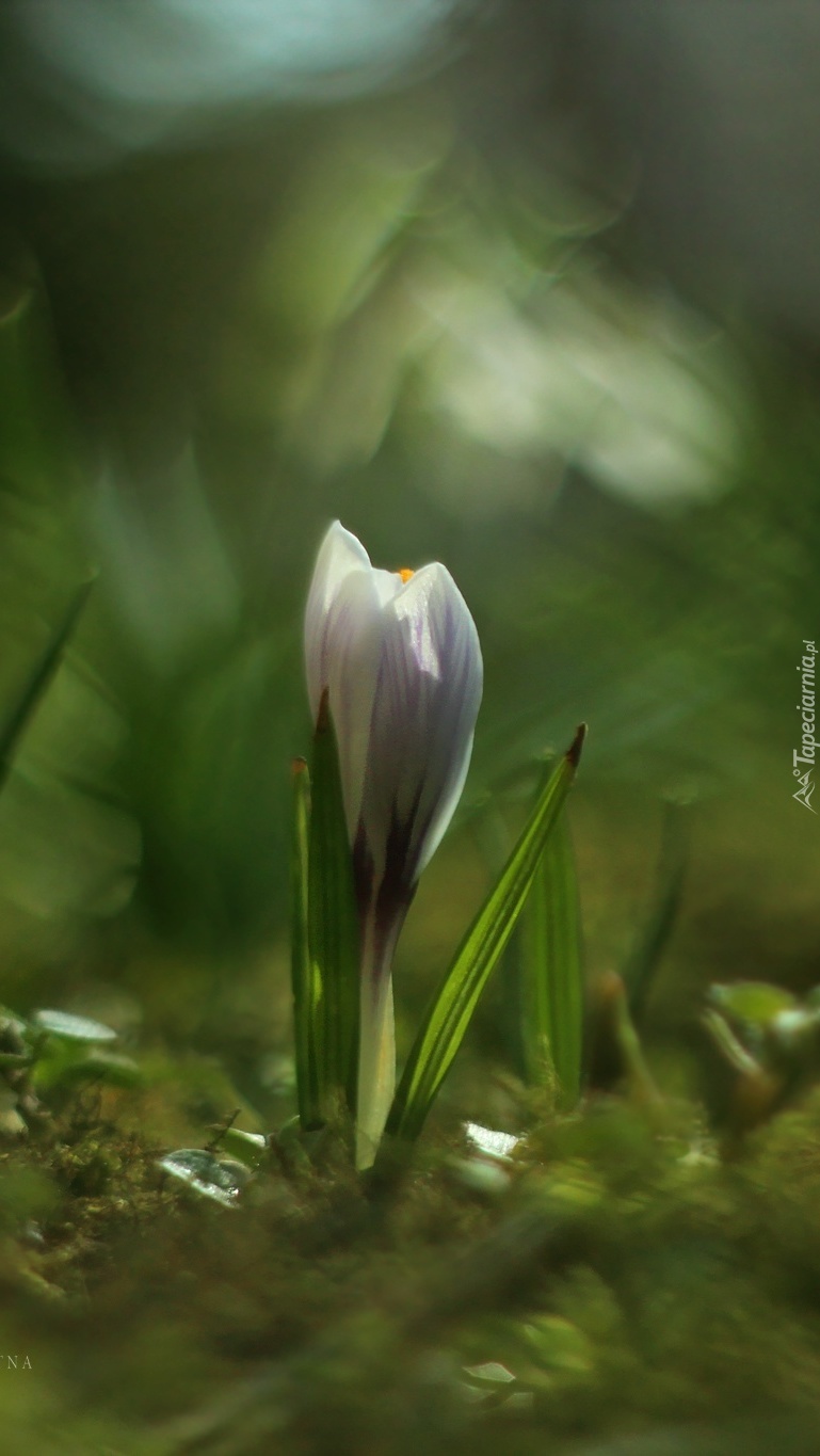 Rozkwitający krokus