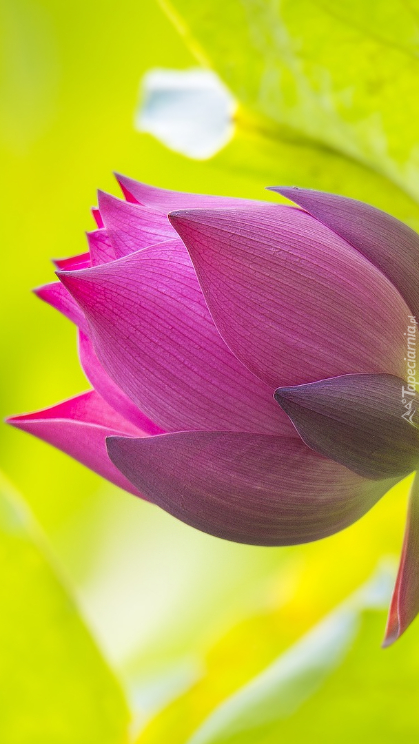Rozkwitający pąk lotosa