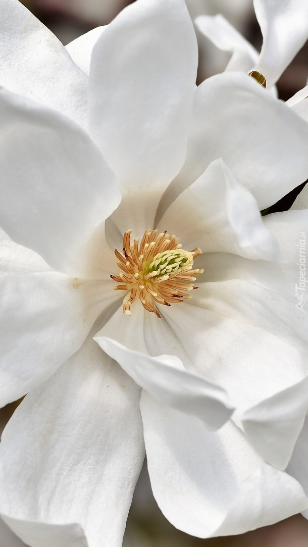 Rozkwitnięta magnolia