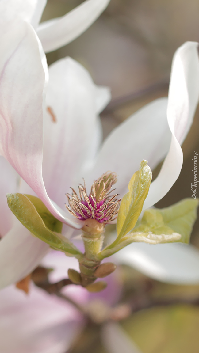 Rozkwitnięta magnolia