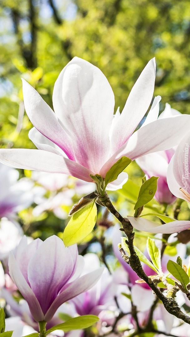 Rozkwitnięte kwiaty magnolii