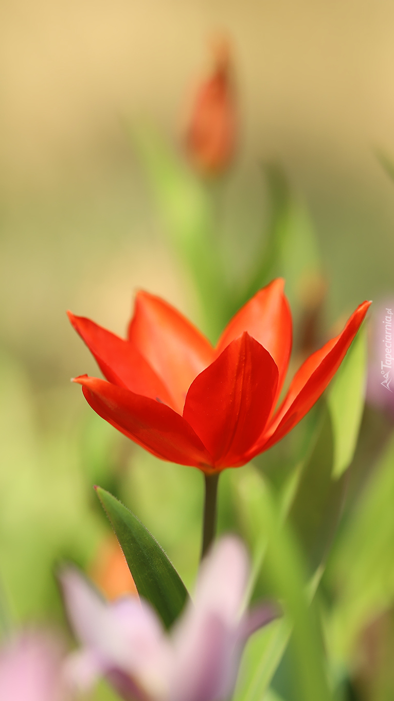 Rozkwitnięty czerwony tulipan