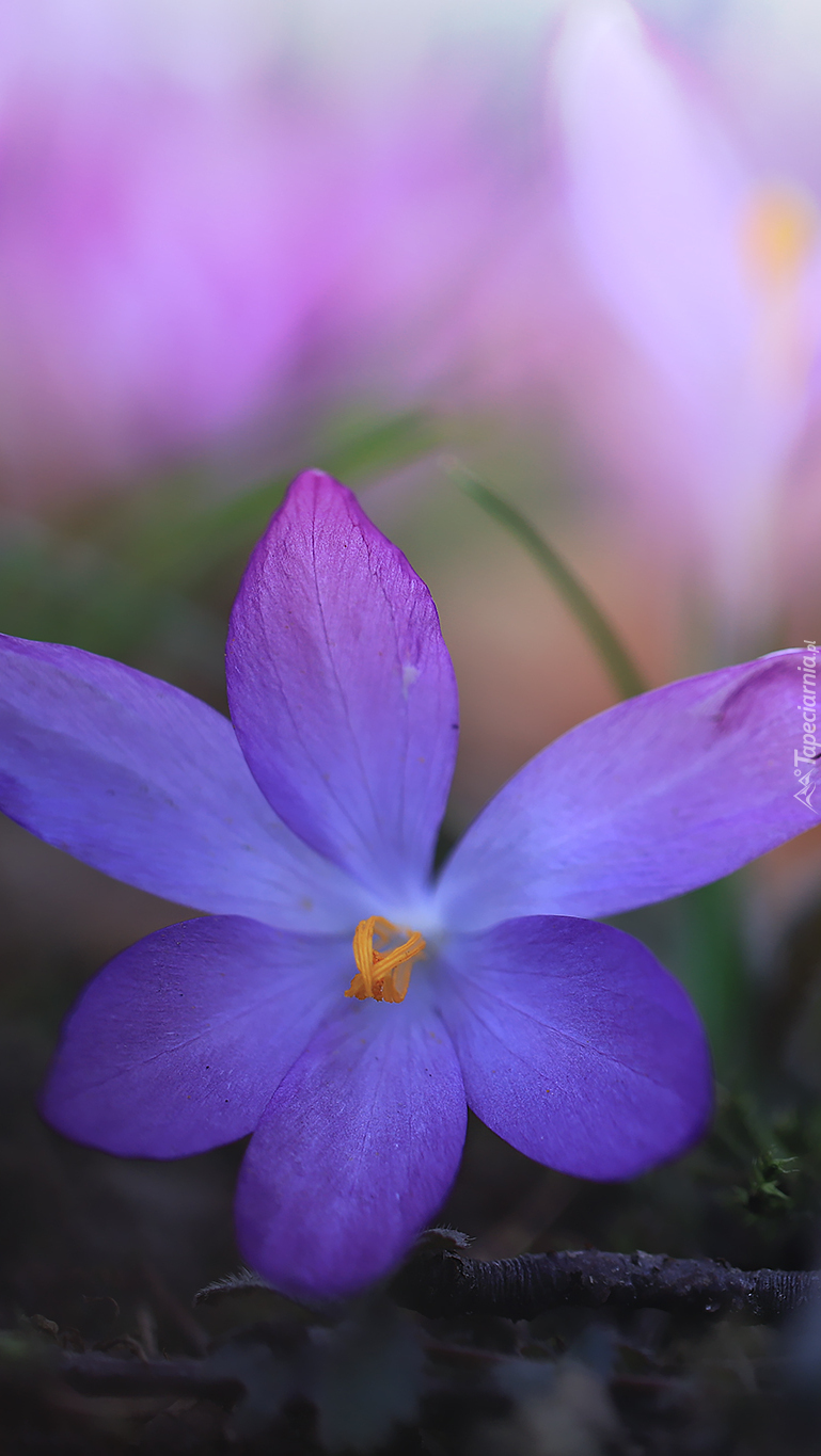 Rozkwitnięty krokus