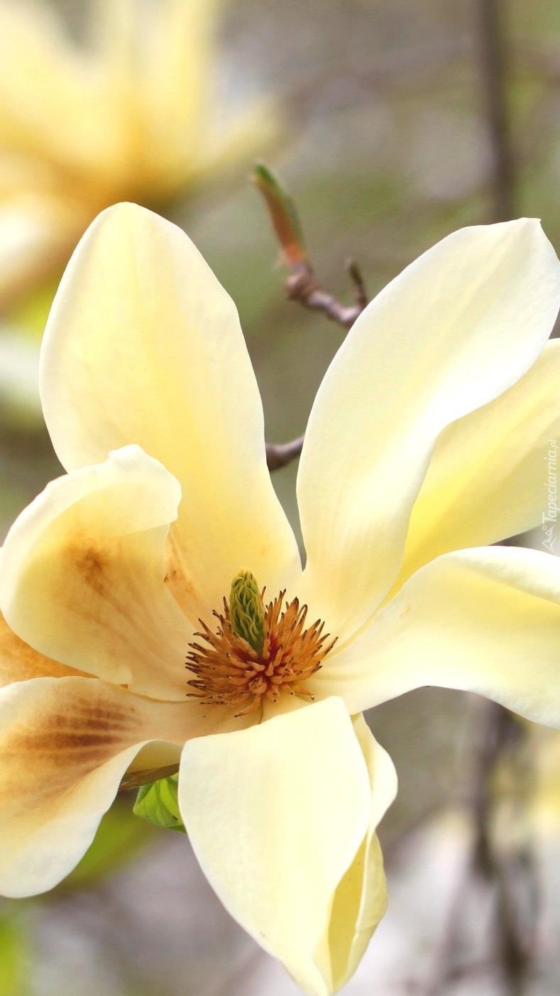 Rozkwitnięty kwiat magnolii
