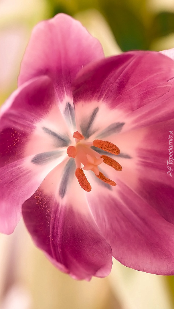 Rozkwitnięty tulipan