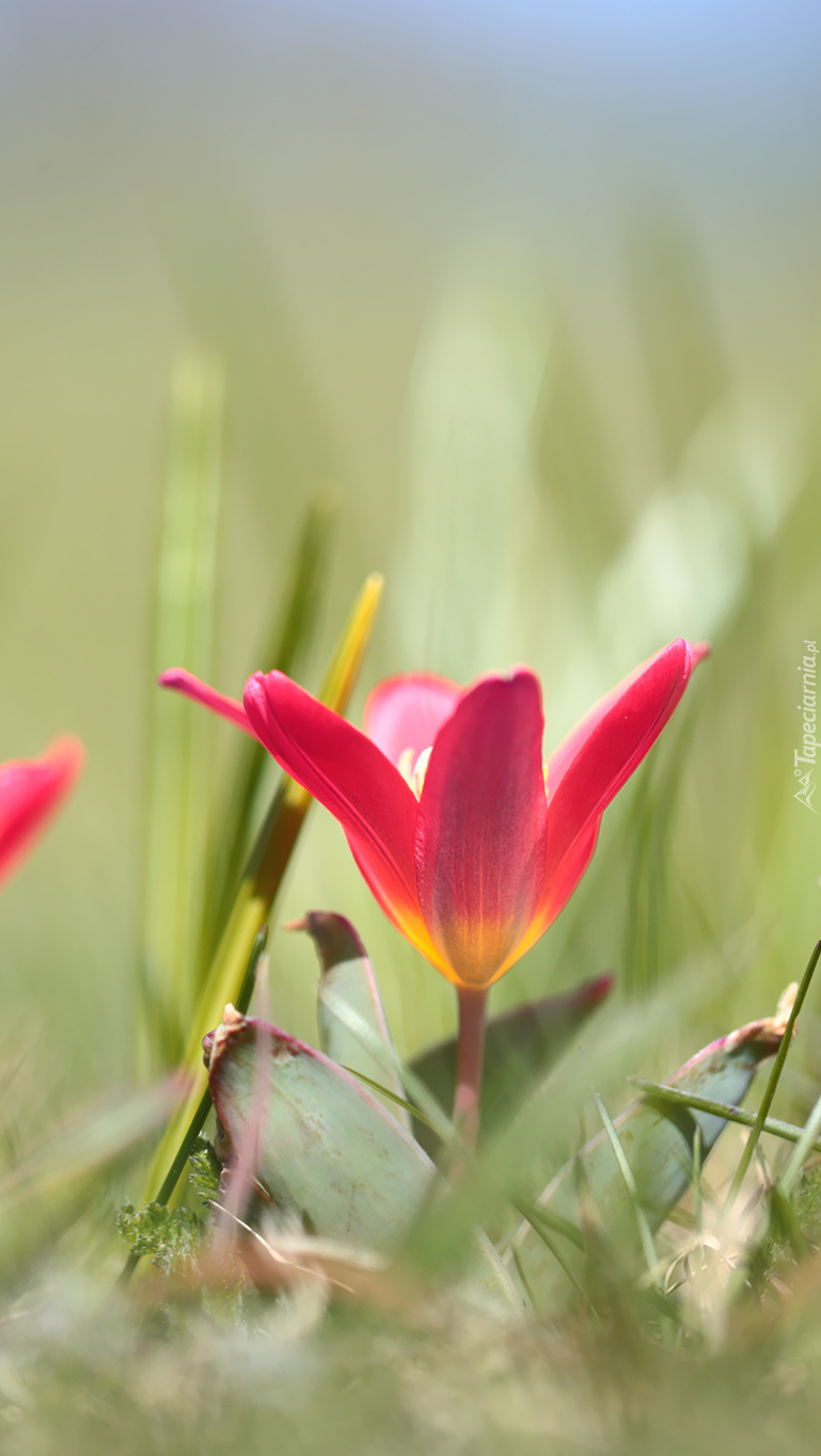 Rozkwitnięty tulipan