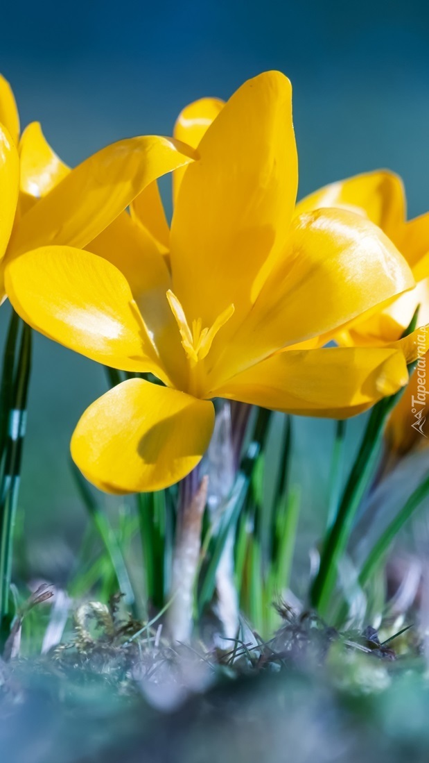 Rozkwitnięty żółty krokus