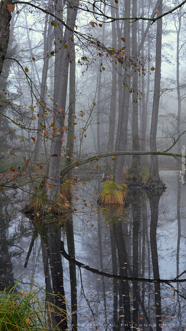 Rozlewisko wody w mglistym lesie
