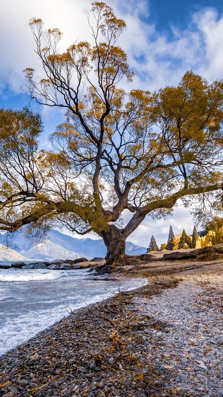 Rozłożyste drzewo na brzegu morza