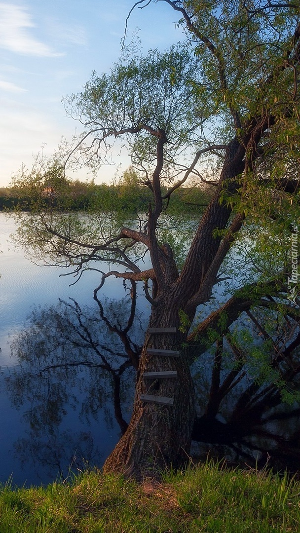 Rozłożyste drzewo nad rzeką