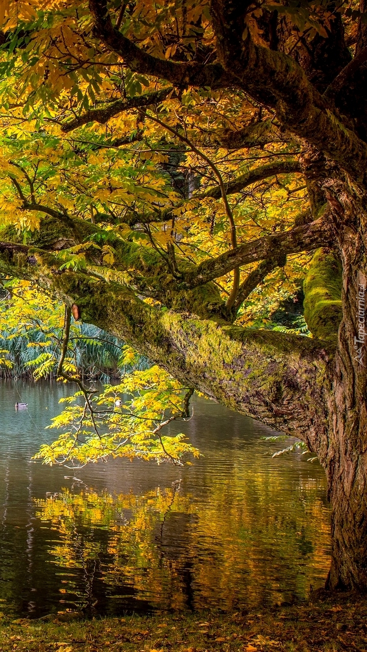 Rozłożyste drzewo nad stawem