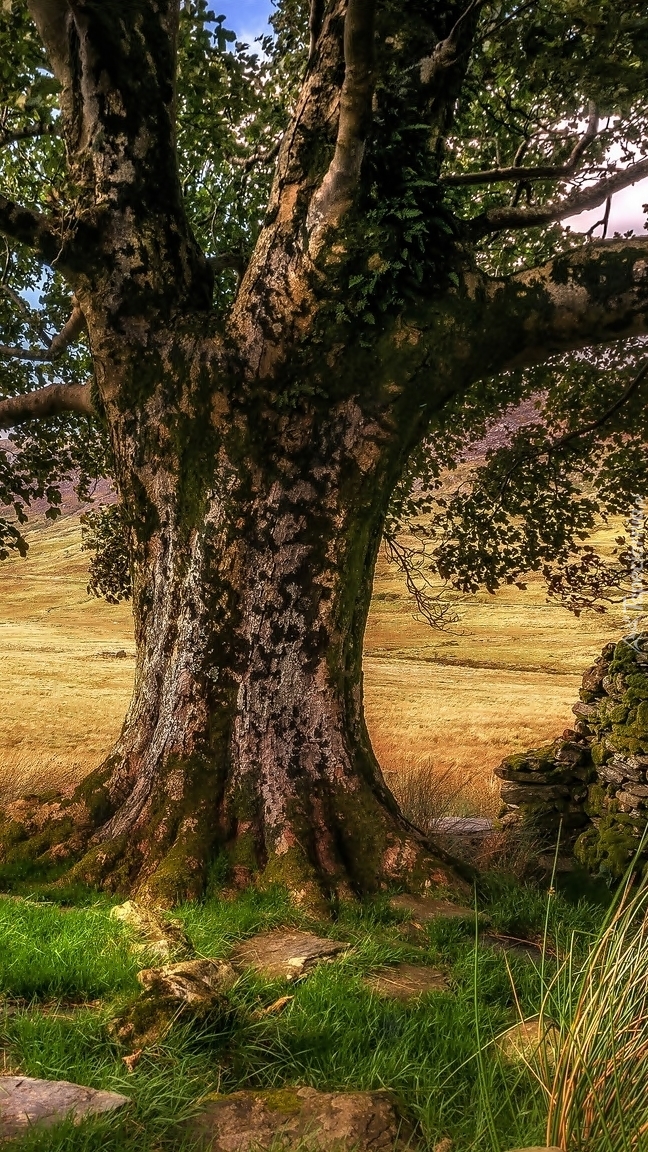 Rozłożyste drzewo w Anglii