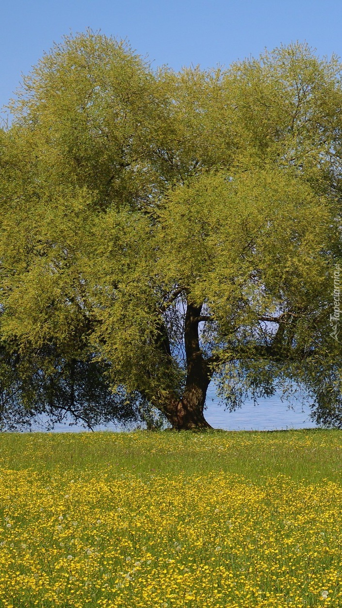 Rozłożyste zielone drzewo